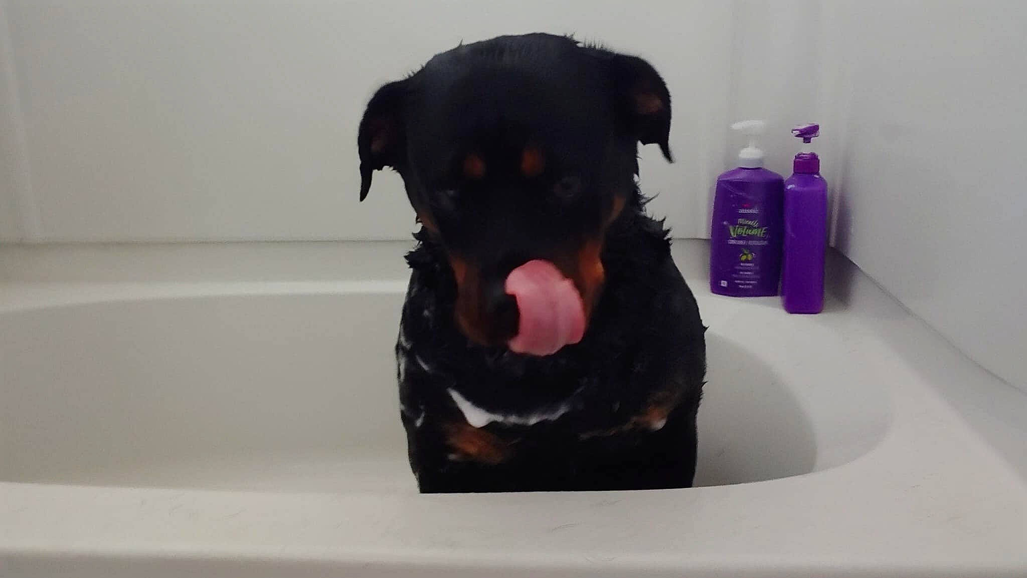 Babygirl joined the competition — help win amazing prizes! canidae, carnivore, companion_dog, dobermann, dog, dog_breed, guard_dog, puppy, rottweiler, snout, sporting_group, working_dog