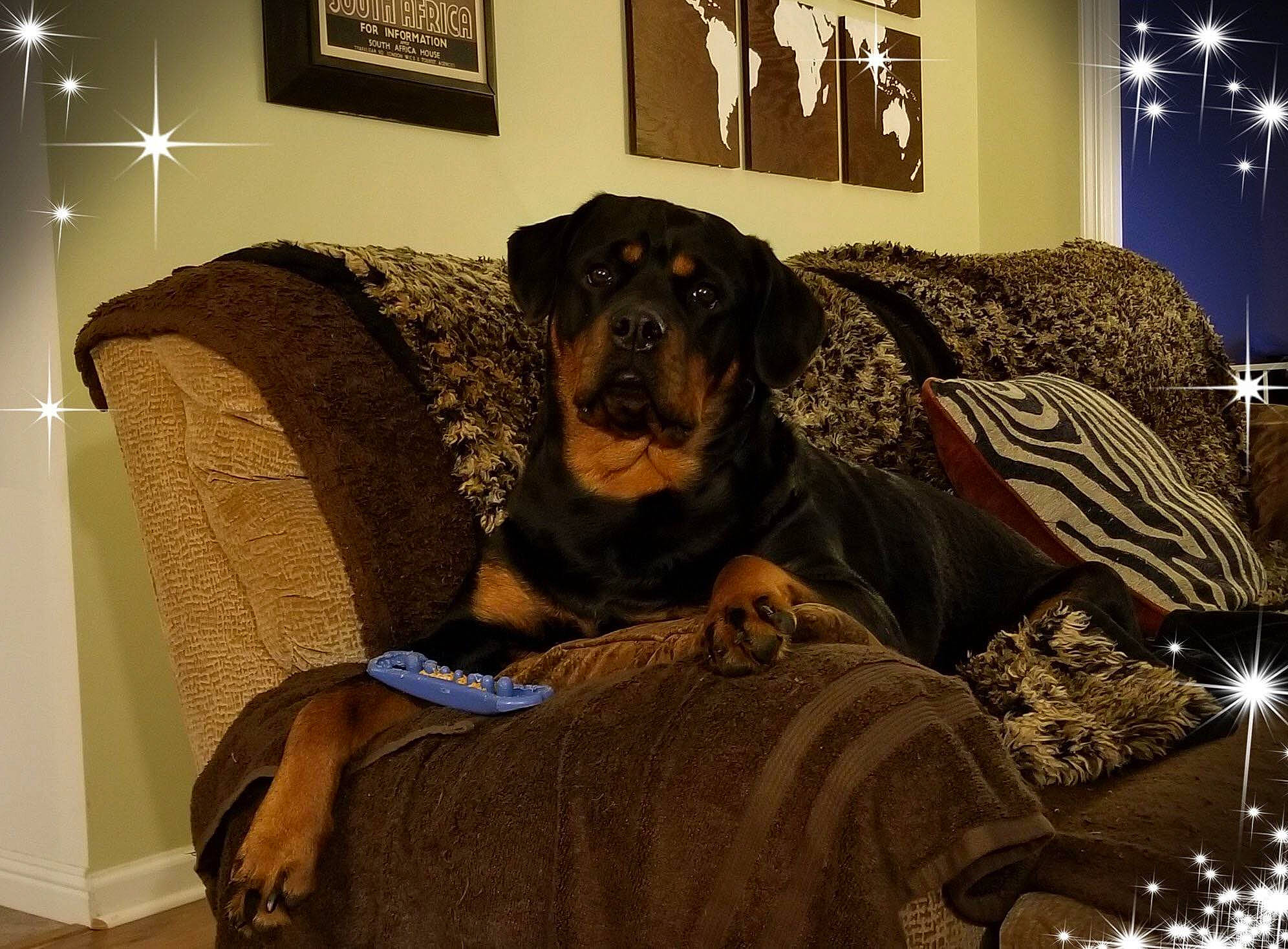 Babygirl is registered to the contest to win money with this photo: beauceron, canidae, carnivore, companion_dog, dog, dog_breed, fur, furniture, guard_dog, interior_design, room, rottweiler, sporting_group