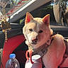 canine, car_interior, daylight, decoration, dog, domestic_animal, harness, insulated_bottle, pet, rearview_mirror, red_seat, reflection, road_trip, seatbelt, side_window, sitting, sunlight, vehicle, water_bottle, window