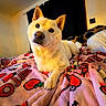 Yen is registered to the contest to win money with this photo: animal, bed, blanket, cozy, curious, curtain, cute, dog, ears, fur, home, indoor, looking_up, nose, paw, pet, pink_blanket, resting, soft_lighting, white_dog