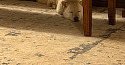 Yen is registered to the contest to win money with this photo: animal, beige, bench, calm, carpet, comfort, cozy, dog, fluffy, furniture, home, indoor, light, pet, quiet, relaxing, resting, shadow, sleeping, wooden_leg
