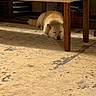 animal, beige, bench, calm, carpet, comfort, cozy, dog, fluffy, furniture, home, indoor, light, pet, quiet, relaxing, resting, shadow, sleeping, wooden_leg
