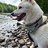 Yen joined the competition — help win amazing prizes! animal, bandana, canine, clouds, daytime, dog, forest, happy, landscape, nature, outdoors, pet, river, rocks, rocky_riverbank, sky, tongue_out, trees, water, white_dog