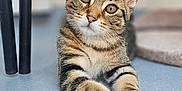 Haribo participe au concours pour gagner de l'argent avec cette photo : cat, kitten, tabby, pet, animal, cute, feline, indoor, floor, paws, ears, whiskers, curious, young, lying_down, domestic_animal, close_up, soft_focus, relaxed, adorable