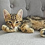 Haribo participe au concours pour gagner de l'argent avec cette photo : kitten, cat, tabby, pet, animal, feline, cute, relaxed, sleepy, paw, fur, whiskers, couch, furniture, indoor, closeup, portrait, young, resting, cozy