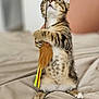 Haribo participe au concours pour gagner de l'argent avec cette photo : kitten, tabby, cat, toy, feathers, bed, blanket, indoor, pet, feline, curious, playful, young, fur, whiskers, paws, sitting, looking_up, soft_light, cozy