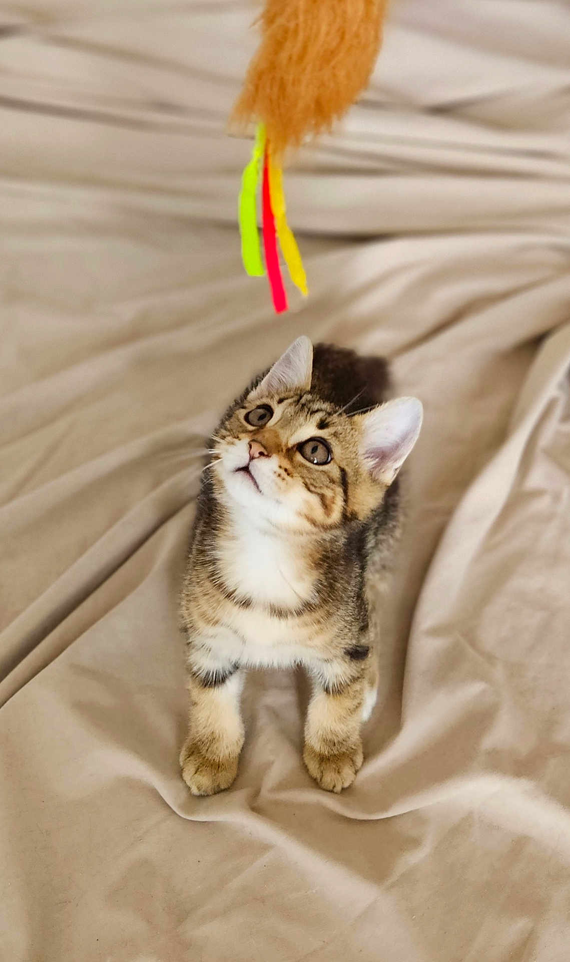 Haribo participe au concours pour gagner de l'argent avec cette photo : kitten, tabby, cat, pet, toy, indoor, curious, looking_up, feline, young, whiskers, ears, paws, bed, blanket, beige, cute, playful, domestic_animal, fur
