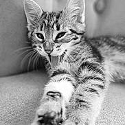 Haribo participe au concours pour gagner de l'argent avec cette photo : kitten, cat, tongue, stretching, paws, black_and_white, close_up, feline, whiskers, texture, couch, resting, young_animal, indoor, pet, cute, playful, portrait, animal, furry