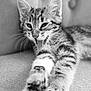 kitten, cat, tongue, stretching, paws, black_and_white, close_up, feline, whiskers, texture, couch, resting, young_animal, indoor, pet, cute, playful, portrait, animal, furry