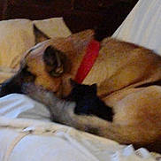 Jake joined the competition — help win amazing prizes! animal, bed, black, blanket, brown, cat, collar, comfort, couch, cozy, dog, domestic, furry, indoor, pet, relaxation, resting, sleeping, snuggling, white