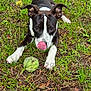 dog, black_and_white, grass, dirt, tennis_ball, playful, outdoor, pet, animal, tongue_out, ears_up, focused, front_paws, nature, close_up, canine, tongue, young_dog, alert, playtime