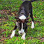 dog, black_and_white, playing, tennis_ball, grass, greenery, outdoor, pet, canine, ears_up, focused, active, animal, nature, daylight, lawn, young_dog, white_paws, black_coat, fun