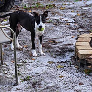 Ivy is registered to the contest to win money with this photo: dog, black_and_white, tennis_ball, backyard, grass, leaves, outdoor, firepit, chair, pet, animal, playful, standing, alert, nature, ground, daylight, frost, yard, canine