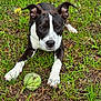 dog, black_and_white, tennis_ball, grass, outdoor, playful, pet, animal, ears, paws, ground, nature, canine, fur, eyes, muzzle, snout, alert, young_dog, toy