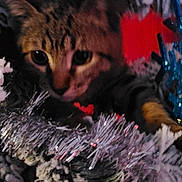 Krados joined the competition — help win amazing prizes! animal, blue, cat, christmas, closeup, cozy, curious, decoration, feline, festive, holiday, indoor, kitten, pet, playful, red, silver, soft_focus, sparkle, tinsel