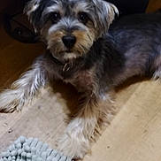 Pepper Jack joined the competition — help win amazing prizes! dog, pet, indoor, floor, wooden_floor, fur, animal, laying_down, carpet, cute, small_dog, domestic_animal, furry, collar, paw, relaxed, companion, household, canine, mammal