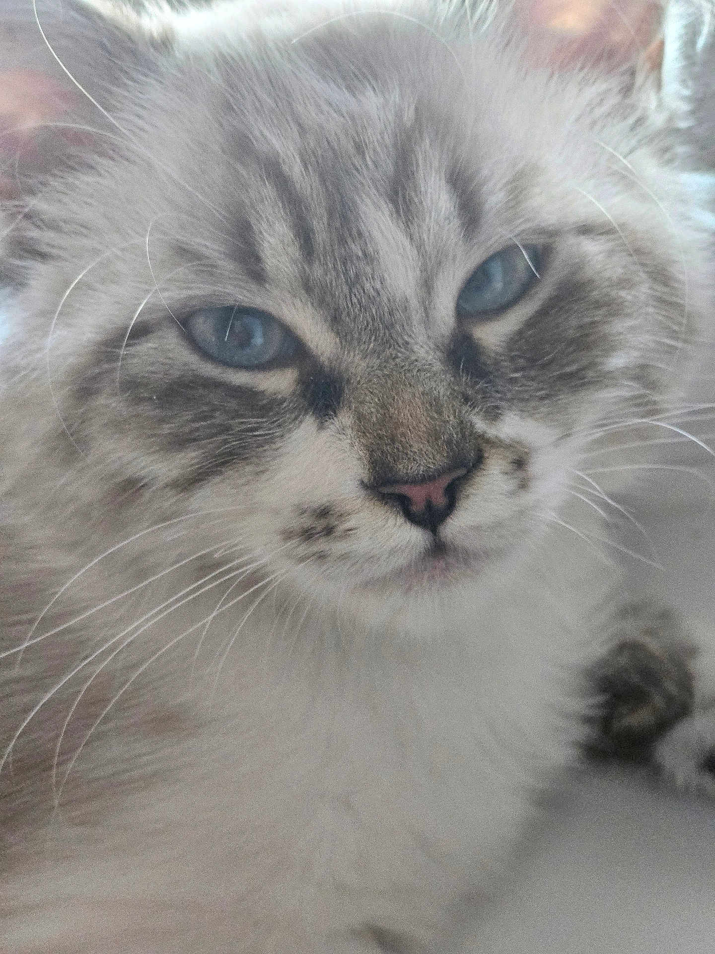 Era a rejoint le concours — aidez-le/la à gagner de superbes lots ! cat, close_up, blue_eyes, fluffy, whiskers, pet, animal, feline, face, fur, cute, domestic_cat, portrait, indoor, muzzle, nose, expression, young_cat, soft, calm