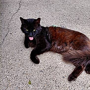 Maverick is registered to the contest to win money with this photo: animal, black_cat, cat, concrete, cute, daylight, fur, grass, green_eyes, lying_down, mammal, nature, outdoor, pet, playful, relaxed, street, summer, tongue_out, whiskers