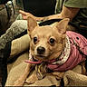 Penny is registered to the contest to win money with this photo: dog, small_dog, pet, pink_jacket, collar, blanket, cozy, indoor, person, arm, tattoo, leash, fur, ears, brown_fur, looking_at_camera, cute, companion, resting, close_up