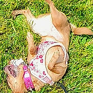 Penny joined the competition — help win amazing prizes! dog, grass, outdoor, pet, playful, small_dog, harness, collar, sunlight, rolling, animal, canine, nature, greenery, summer, happy, cute, fur, leash, fun