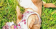 Penny joined the competition — help win amazing prizes! animal, canine, collar, cute, dog, fun, fur, grass, greenery, happy, harness, leash, nature, outdoor, pet, playful, rolling, small_dog, summer, sunlight