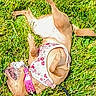dog, grass, outdoor, pet, playful, small_dog, harness, collar, sunlight, rolling, animal, canine, nature, greenery, summer, happy, cute, fur, leash, fun