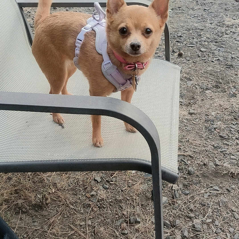 Penny