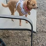 Penny is registered to the contest to win money with this photo: alert, animal, backyard, brown_dog, collar, daylight, dirt, dog, ears, fire, fire_pit, grass, gravel, harness, mesh_chair, nature, outdoor_chair, pet, small_dog, standing