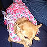 dog, small_dog, clothing, dress, pink, strawberry_pattern, pet, cute, animal, furry, sitting, jeans, fabric, indoor, companion, cute_pet, domestic_animal, portrait, small_animal, shy