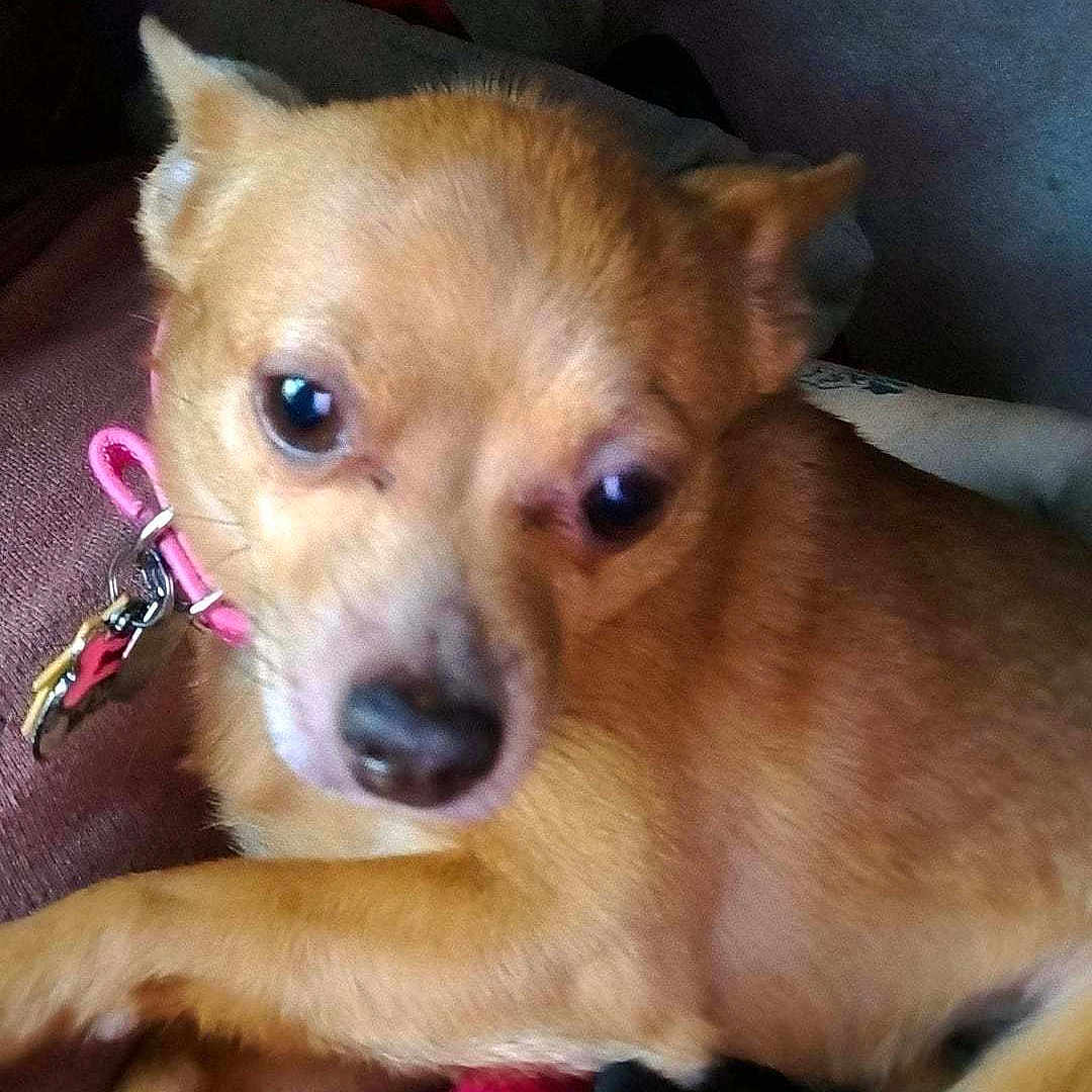 Penny