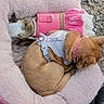 animal, brown_dog, casual, clothing, collar, companion, cozy, curled_up, cute, dirt, dog, harness, outdoor, pet_bed, pink, relaxed, resting, rocks, sleeping, small_dog