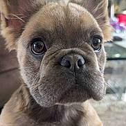 Chanel joined the competition — help win amazing prizes! dog, puppy, french_bulldog, close_up, big_eyes, ears, nose, snout, whiskers, fur, paw, blanket, couch, indoor, portrait, pet, adorable, cute, brown_fur, wide_angle