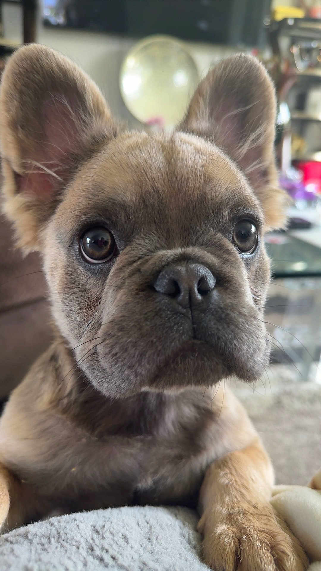 Chanel joined the competition — help win amazing prizes! dog, puppy, french_bulldog, close_up, big_eyes, ears, nose, snout, whiskers, fur, paw, blanket, couch, indoor, portrait, pet, adorable, cute, brown_fur, wide_angle