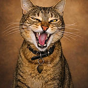 Napoleon joined the competition — help win amazing prizes! cat, tabby, pet, animal, feline, whiskers, collar, teeth, tongue, ears, closeup, portrait, mischievous, expression, indoor, brown_background, fur, cute, face, domestic_cat