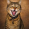 cat, tabby, pet, animal, feline, whiskers, collar, teeth, tongue, ears, closeup, portrait, mischievous, expression, indoor, brown_background, fur, cute, face, domestic_cat