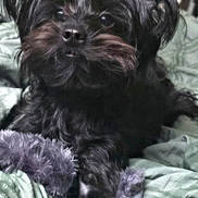 Rory is registered to the contest to win money with this photo: dog, black_dog, fluffy, toy, purple_toy, blanket, green_blanket, pet, animal, cute, fur, indoors, resting, comfort, closeup, muzzle, paw, laying, companion, cozy