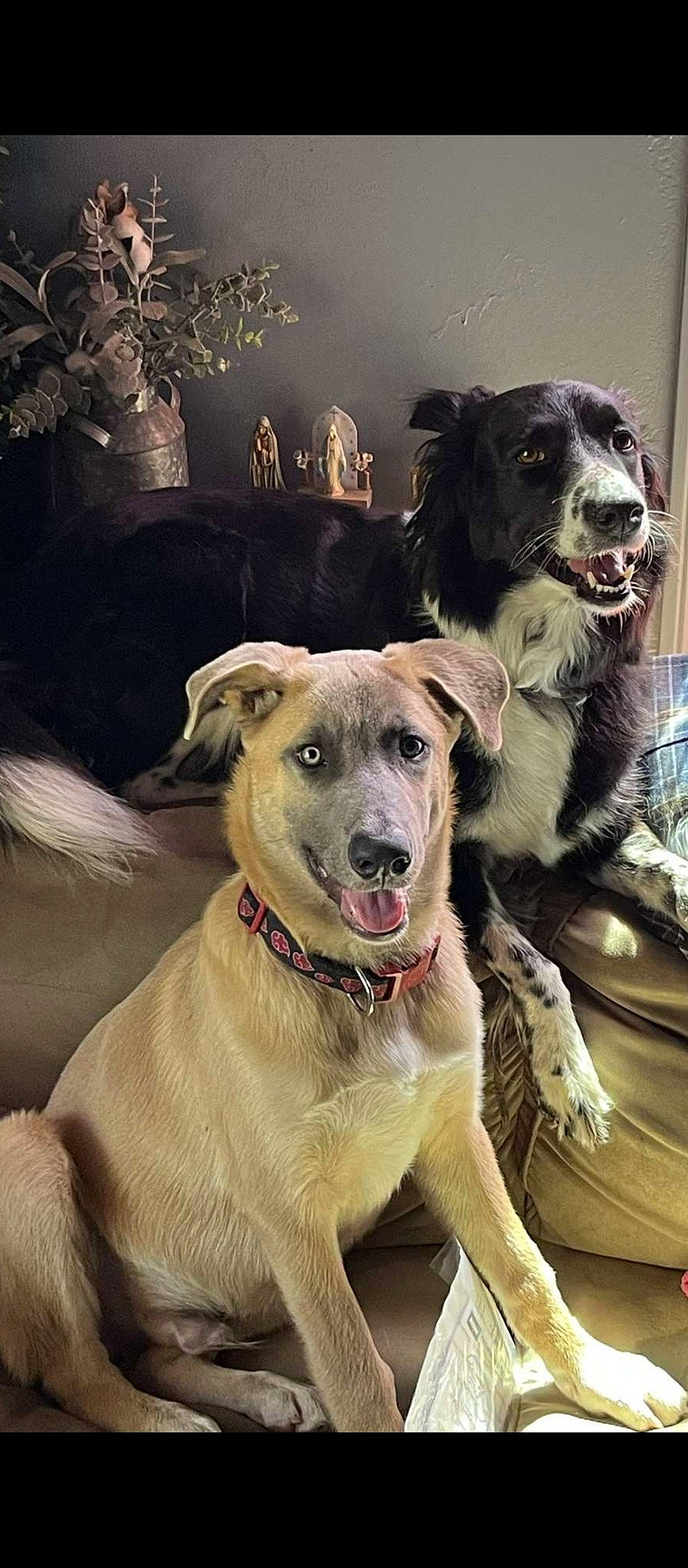 Simba N Sally joined the competition — help win amazing prizes! ancient_dog_breeds, canidae, carnivore, collar, companion_dog, dog, dog_breed, dog_collar, dog_supply, fur, giant_dog_breed, guard_dog, leash, plant, snout, sporting_group, whiskers, working_animal, working_dog