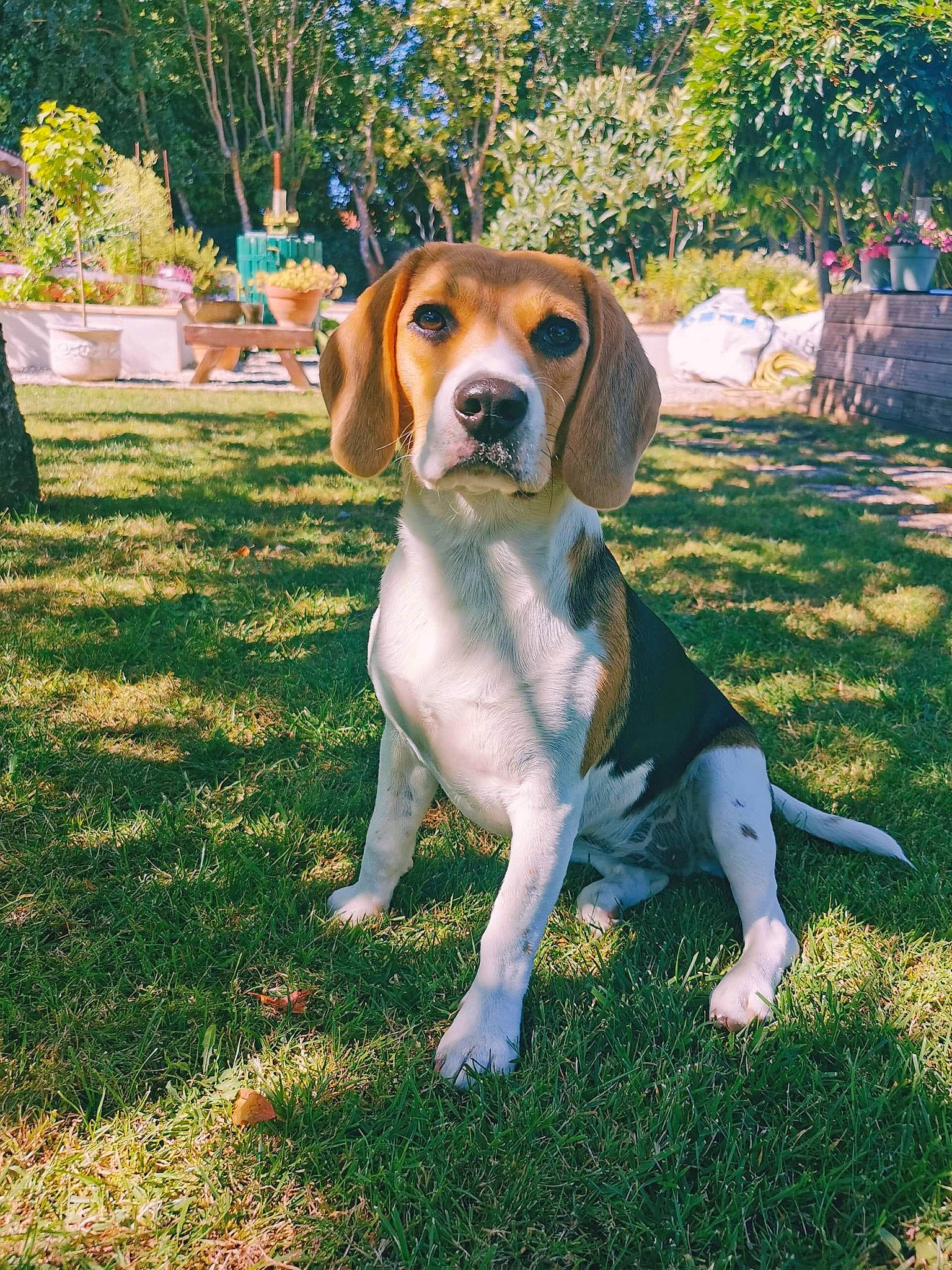 Pakita participe au concours pour gagner de l'argent avec cette photo : beagle, beaglier, canidae, carnivore, companion_dog, dog, dog_breed, fawn, finnish_hound, flowerpot, grass, gun_dog, hound, plant, scent_hound, snout, sporting_group, tail, tree, working_dog