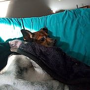 Midnight is registered to the contest to win money with this photo: animal, blanket, comfort, couch, cozy, dog, ear, face, fur, home, indoor, peaceful, pet, relaxing, resting, shadow, snug, sunlight, teal, wrapped