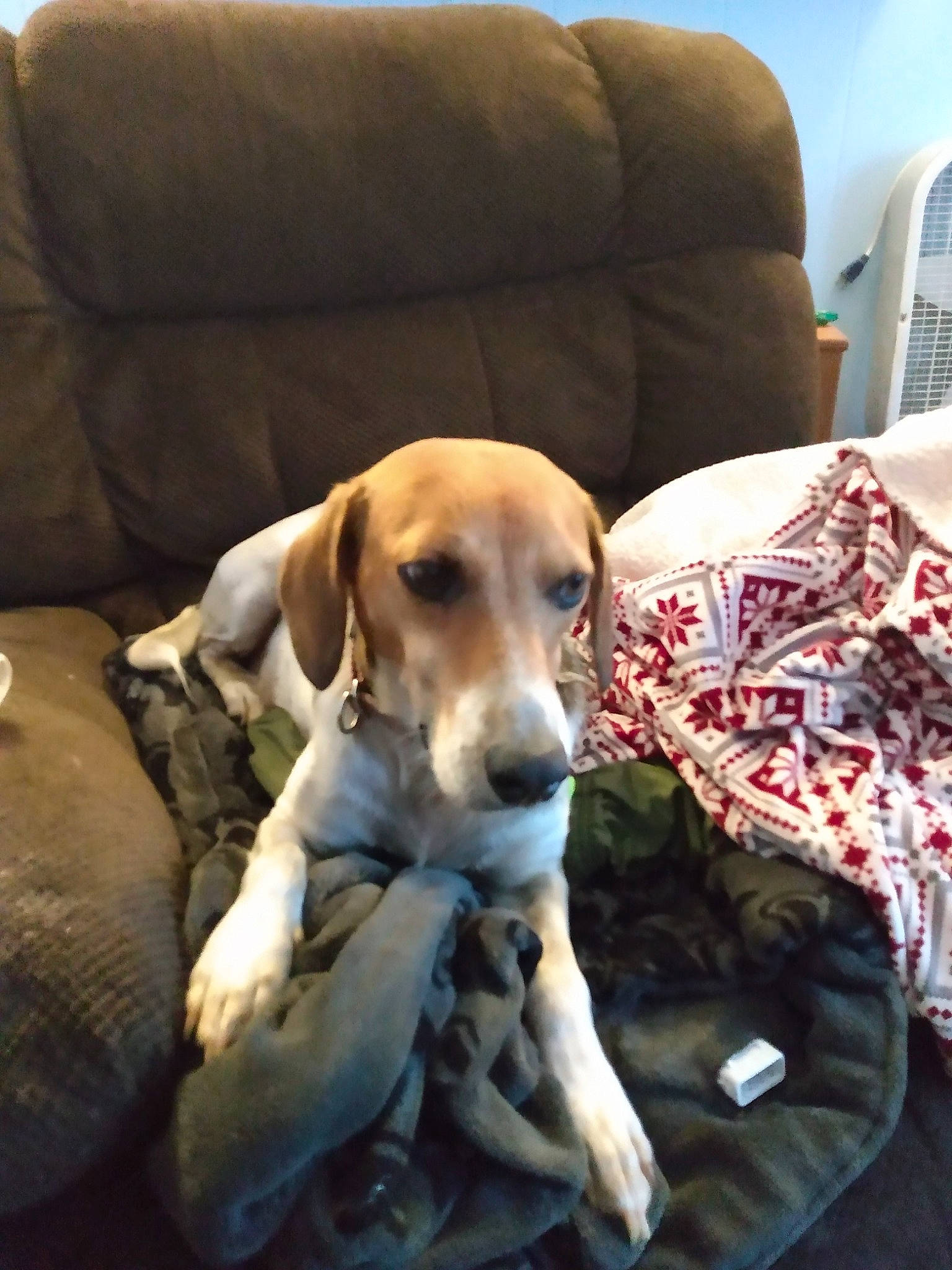 Smokey joined the competition — help win amazing prizes! beagle, canidae, carnivore, chair, comfort, companion_dog, couch, dog, dog_breed, dog_supply, fawn, furniture, hound, living_room, room, scent_hound, sleeper_chair, sporting_group, working_animal