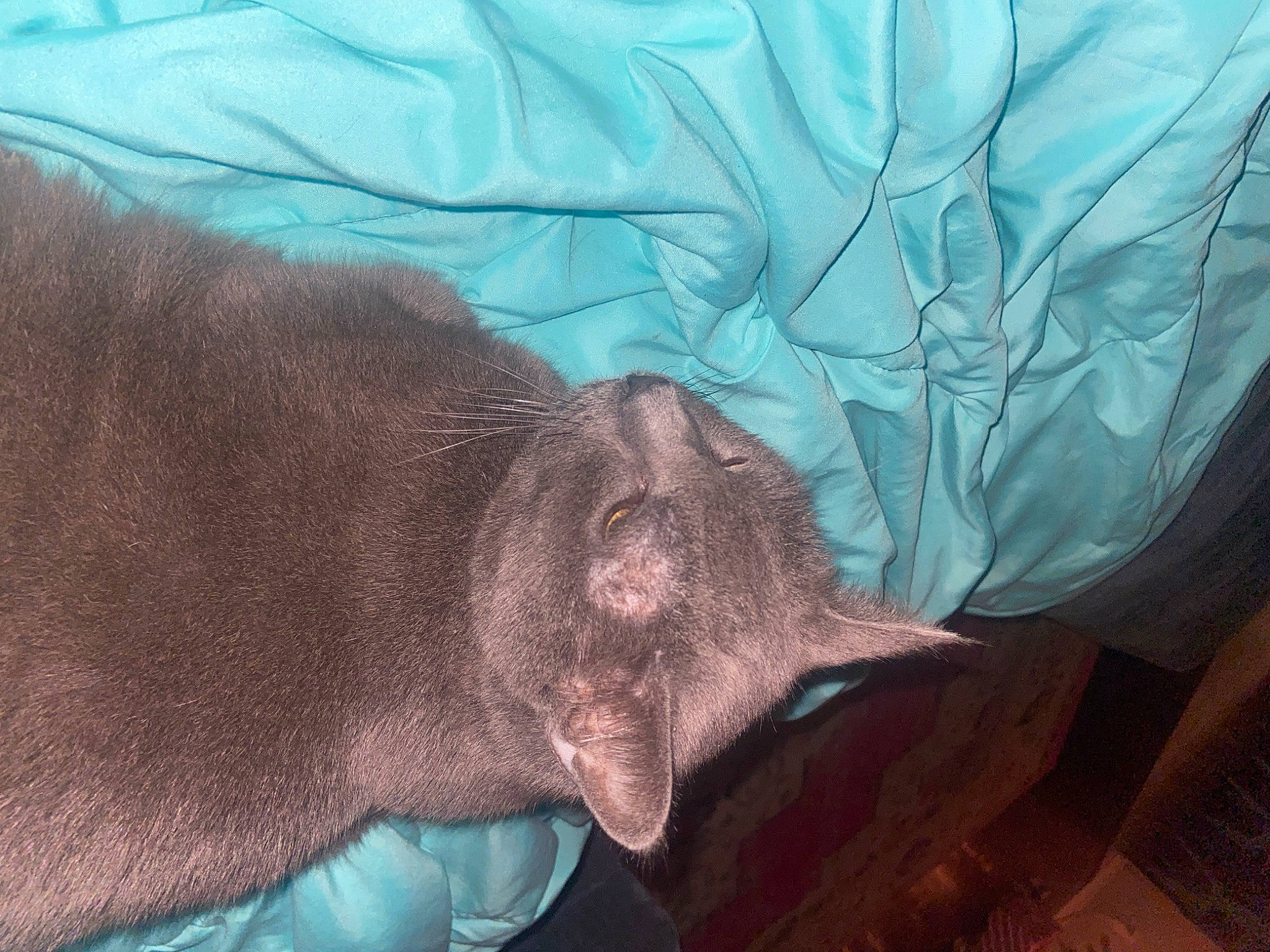 Sammy joined the competition — help win amazing prizes! canidae, carnivore, comfort, dog_breed, flesh, fur, liver, marine_mammal, snout, sporting_group, tail, terrestrial_animal, whiskers, wildlife, working_animal, wrinkle