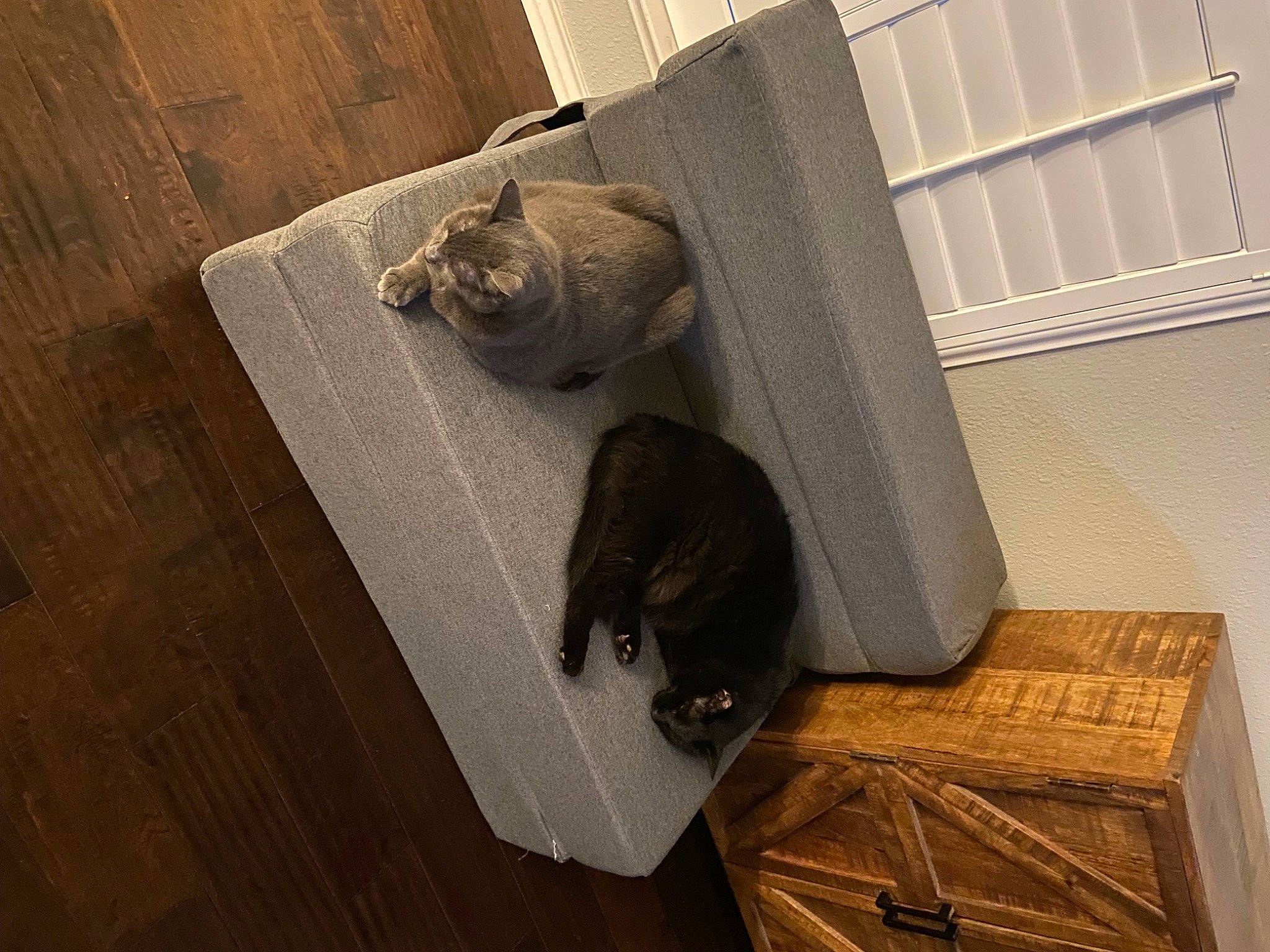 Sammy joined the competition — help win amazing prizes! carnivore, cat, comfort, domestic_short_haired_cat, felidae, floor, flooring, grey, hardwood, laminate_flooring, pet_supply, plywood, room, shipping_box, small_to_medium_sized_cats, tail, whiskers, wood, wood_flooring, wood_stain