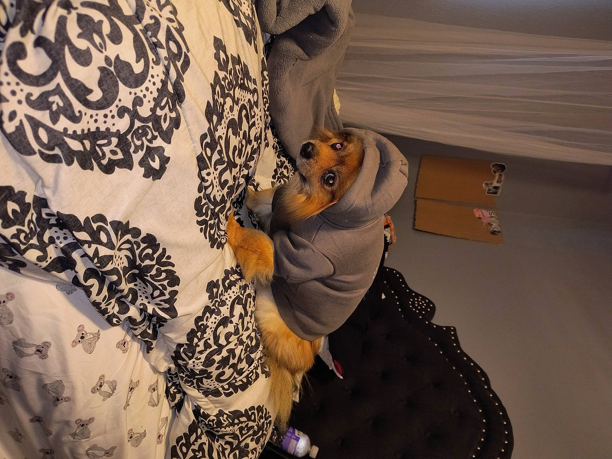 Bailey joined the competition — help win amazing prizes! art, comfort, eyewear, fashion, fashion_accessory, fashion_design, finger, font, fur, gesture, human_leg, illustration, jewellery, linens, nail, pattern, room, sleeve, textile, visual_arts