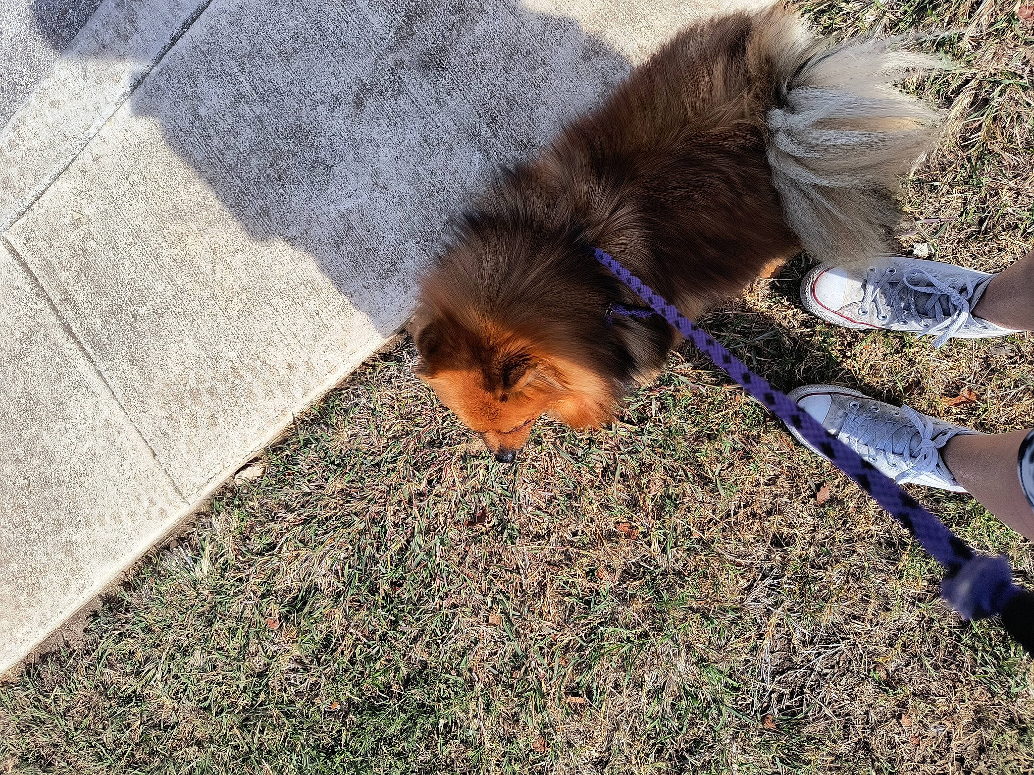Bailey is registered to the contest to win money with this photo: asphalt, canidae, carnivore, companion_dog, dog, dog_breed, fawn, fur, grass, leash, liver, plant, road_surface, shadow, sidewalk, soil, sporting_group, tail, terrier, toy_dog