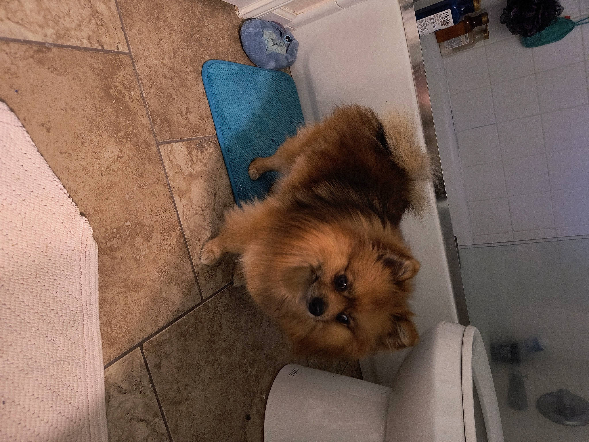 Bailey joined the competition — help win amazing prizes! brown, canidae, carnivore, companion_dog, dog, dog_breed, dog_supply, fawn, floor, flooring, fur, german_spitz, german_spitz_klein, liver, snout, spitz, toy_dog, volpino_italiano, whiskers, working_animal