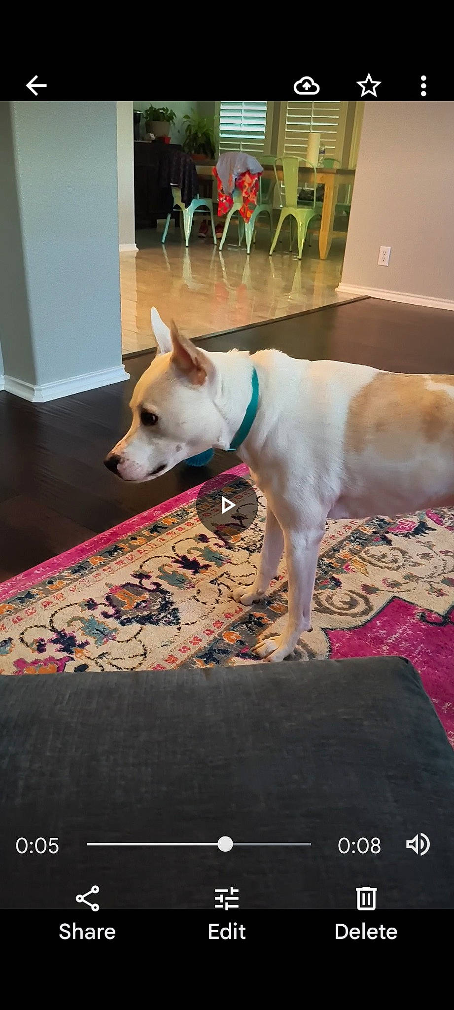 Beau is registered to the contest to win money with this photo: canidae, carnivore, chair, collar, companion_dog, dog, dog_breed, dog_collar, dog_supply, door, fawn, floor, flooring, hardwood, pet_supply, rectangle, snout, tail, wood, working_animal