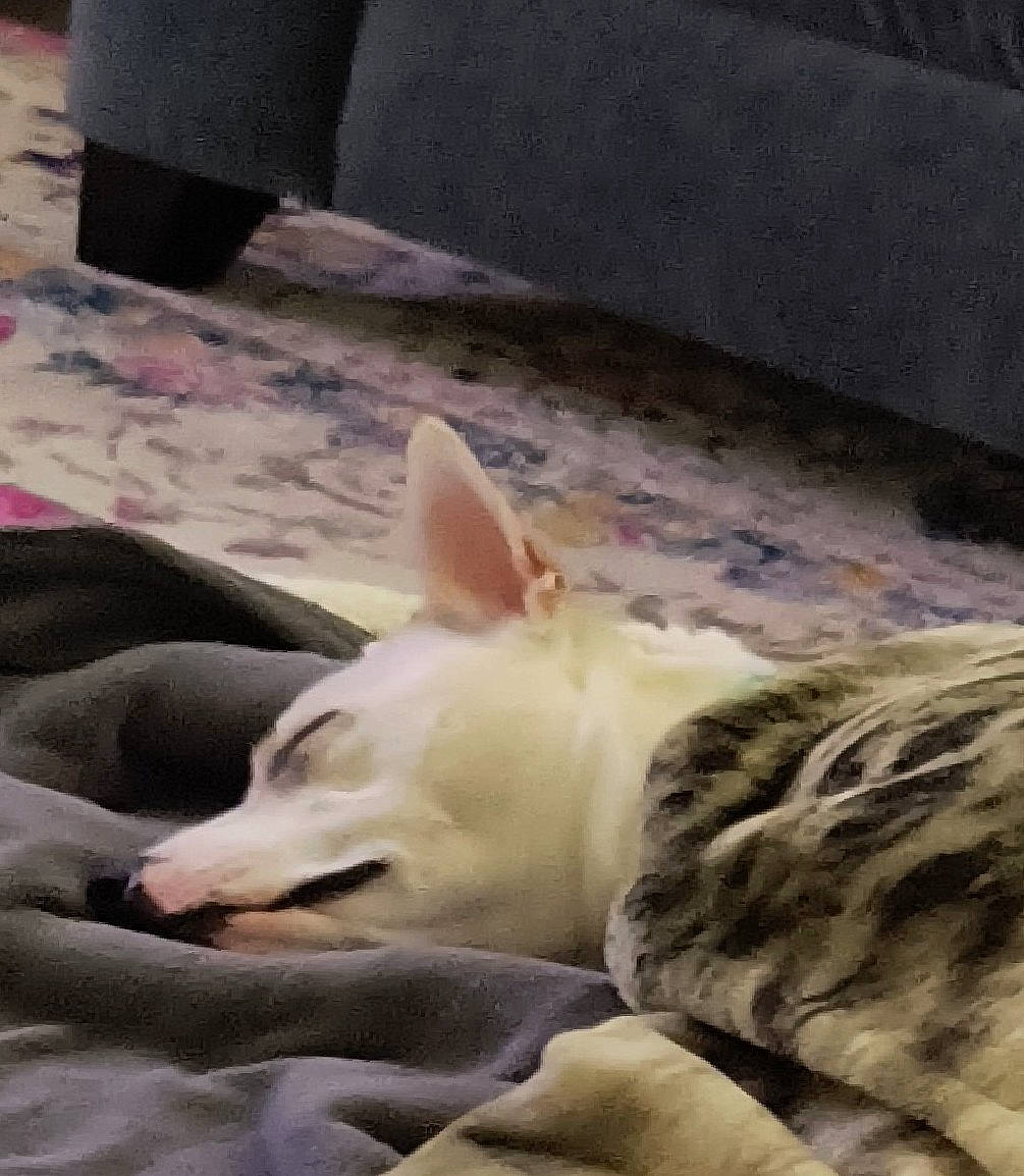 Beau joined the competition — help win amazing prizes! canidae, carnivore, cloud, comfort, companion_dog, dog, dog_breed, fawn, felidae, fur, human_leg, jaw, paw, sky, small_to_medium_sized_cats, snout, sporting_group, tail, terrestrial_animal, whiskers