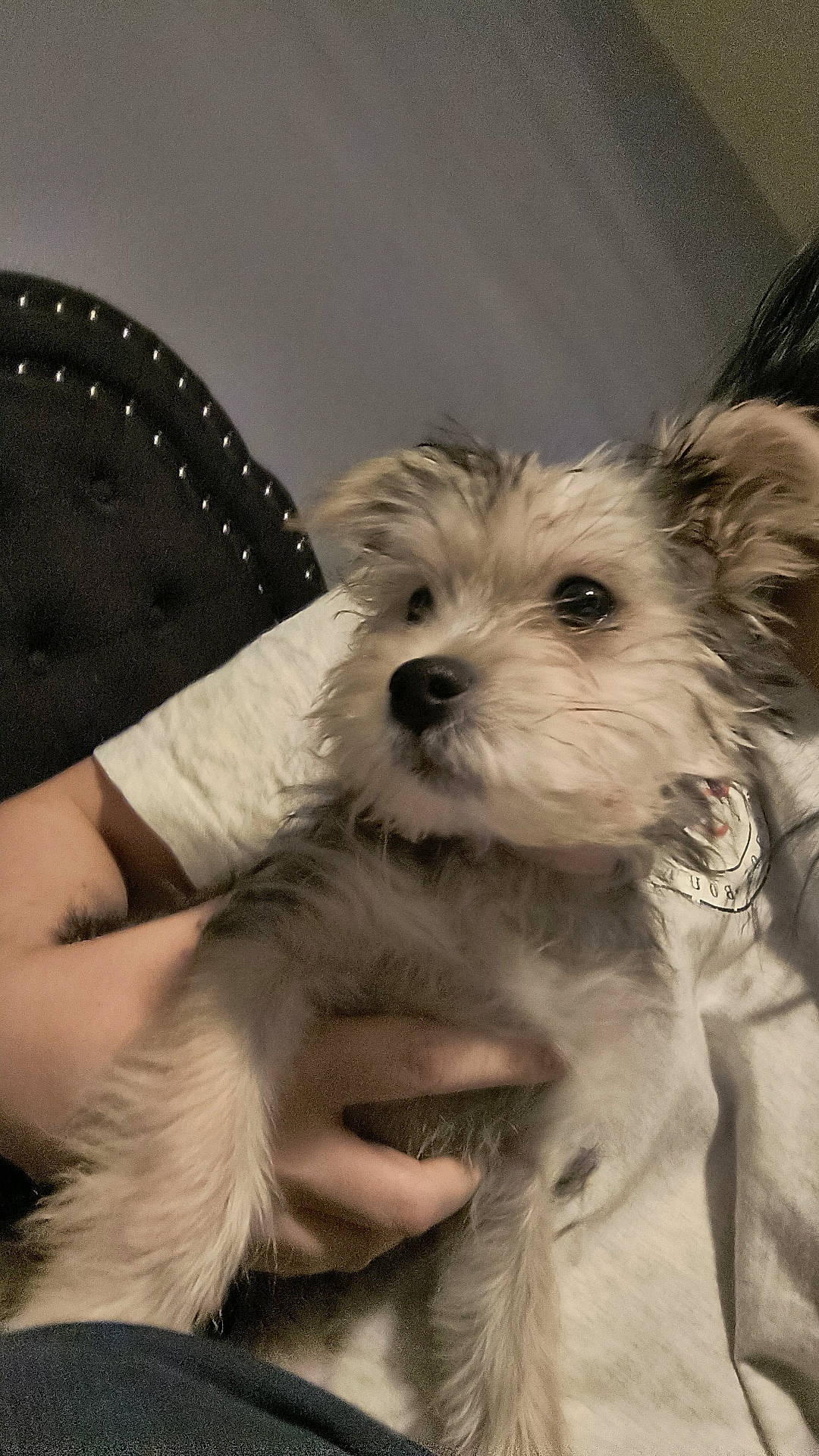 Cookie joined the competition — help win amazing prizes! biewer_terrier, canidae, carnivore, comfort, companion_dog, dog, dog_breed, fur, maltepoo, non_sporting_group, schnauzer, sitting, small_terrier, snout, sporting_group, terrier, toy_dog, working_animal