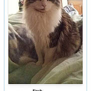 Finch is registered to the contest to win money with this photo: cat, indoor, bed, blanket, fluffy, pet, animal, fur, sitting, cozy, domestic, feline, portrait, soft_light, resting, cute, whiskers, ears, eyes, home