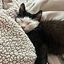 Nalu is registered to the contest to win money with this photo: kitten, sleeping, black_and_white, cat, pet, fluffy, blanket, cozy, resting, cute, indoors, animal, fur, paw, relaxation, soft, comfort, domestic, young, nap